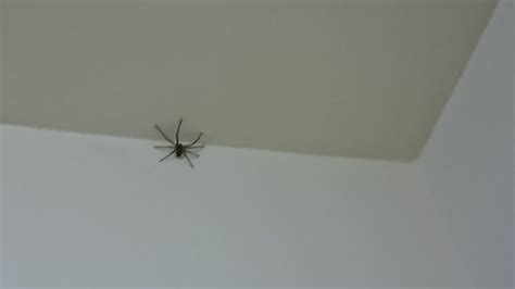 家裡有蛾代表 房間有蜘蛛絲